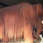 Bydgoszcz 5.11.2011r 056